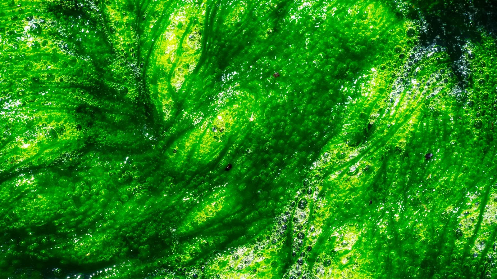 A close macro photograph of green algae growing in water, the raw source of EPA and DHA.